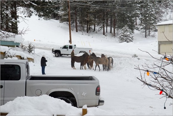 Horses in the yard (1 of 7)_thumb[1]